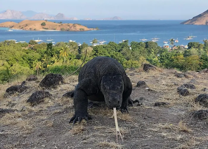 Dua Putri Komodo Homestay