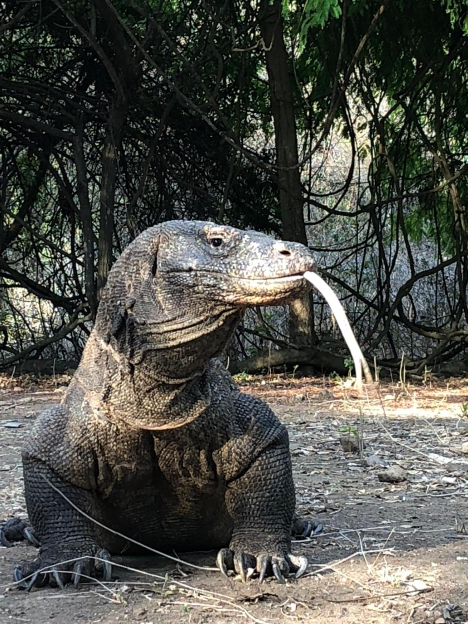 Dua Putri Komodo