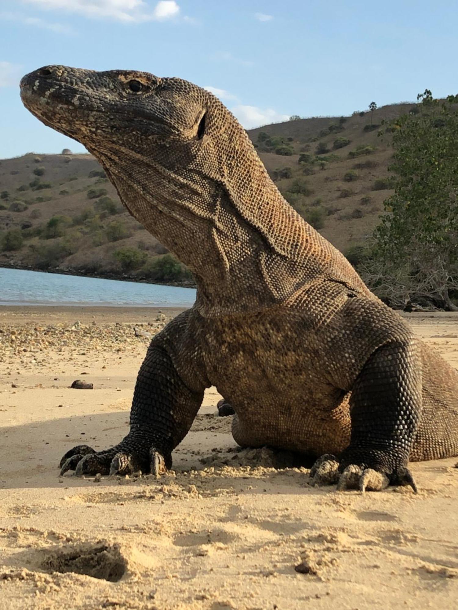 Dua Putri Komodo