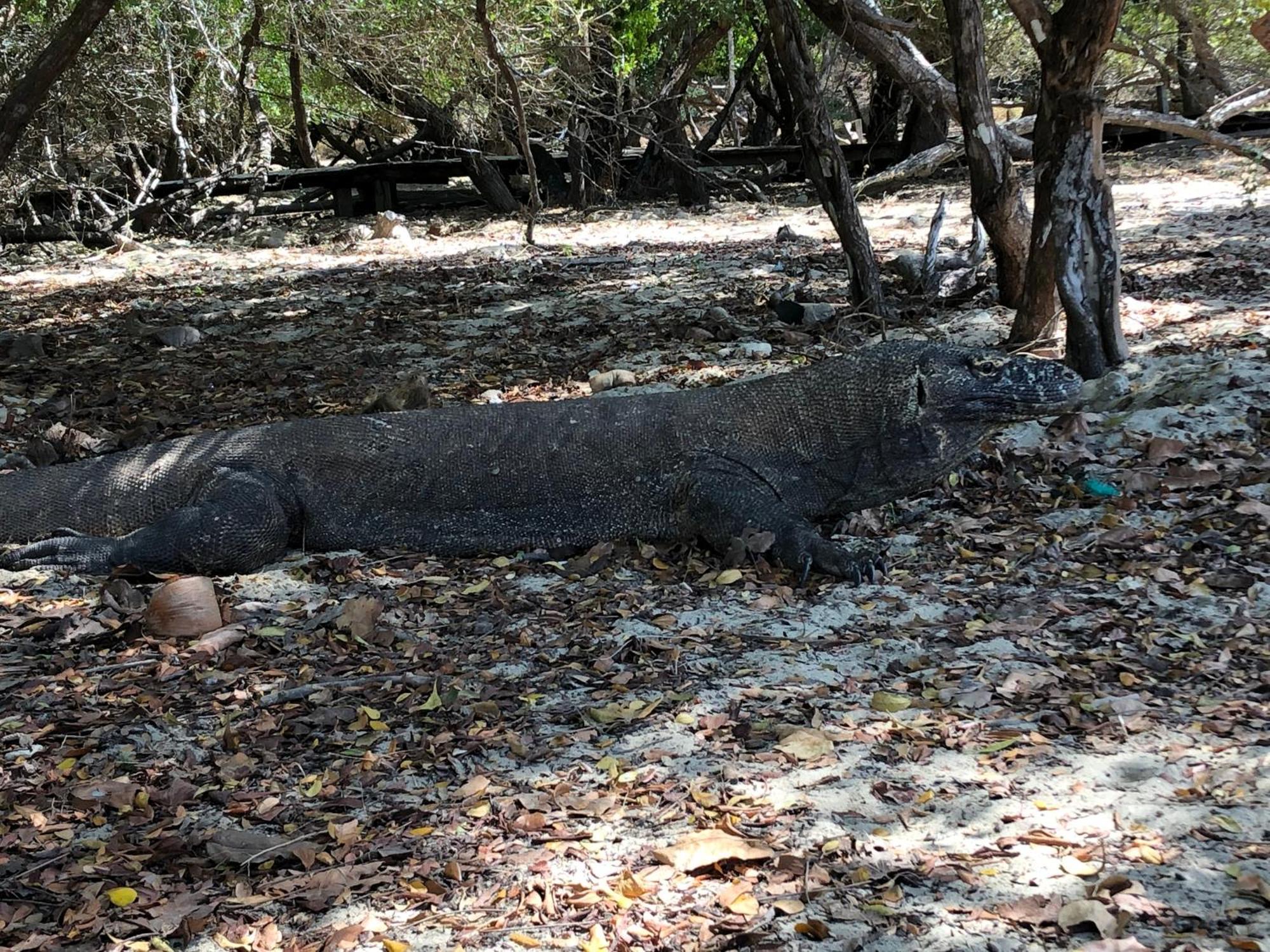 Dua Putri * Komodo