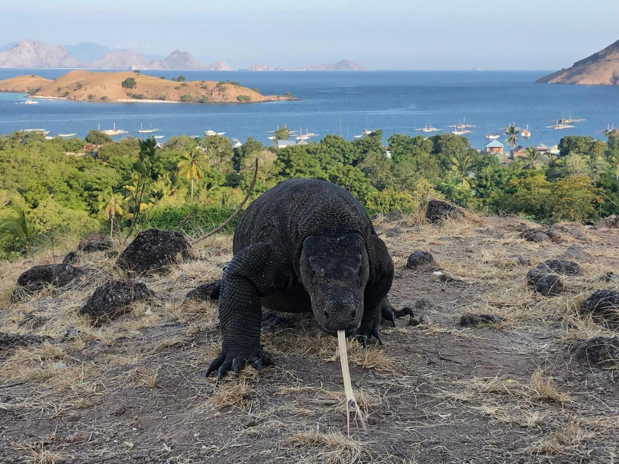 Dua Putri Komodo